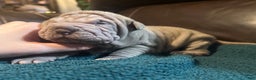 Shar Pei dogs for sale: Juliet - Ad 5