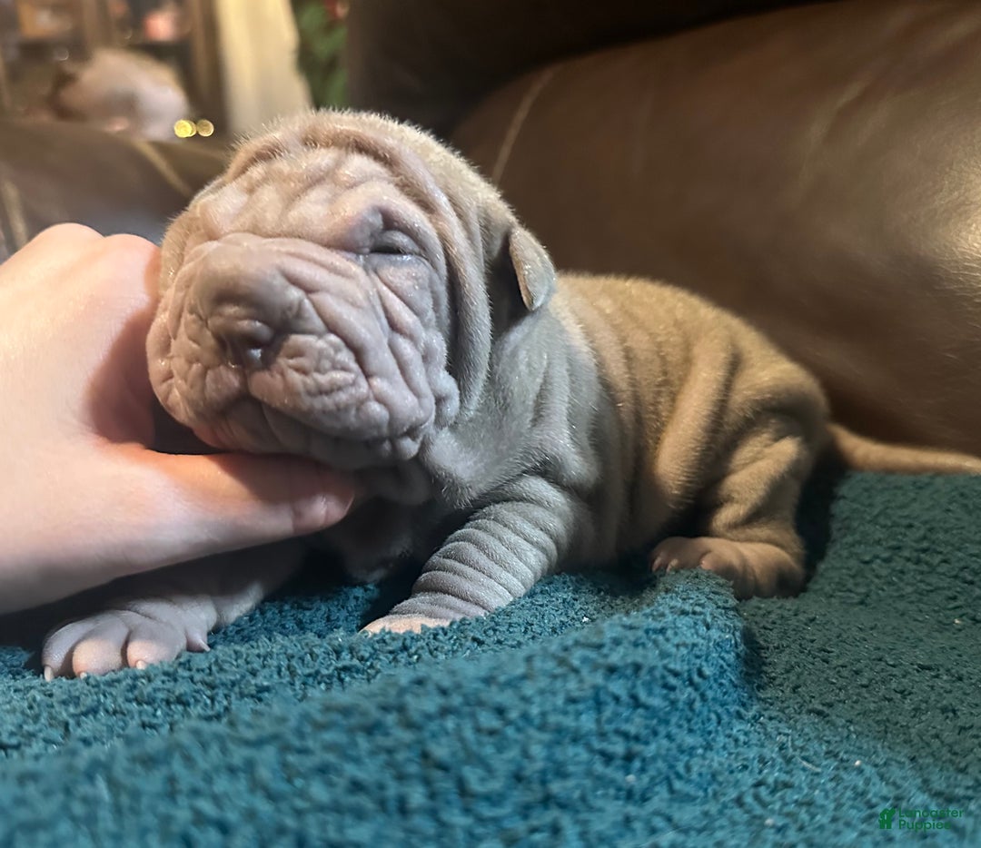Shar Pei dogs for sale: Juliet - Ad 5