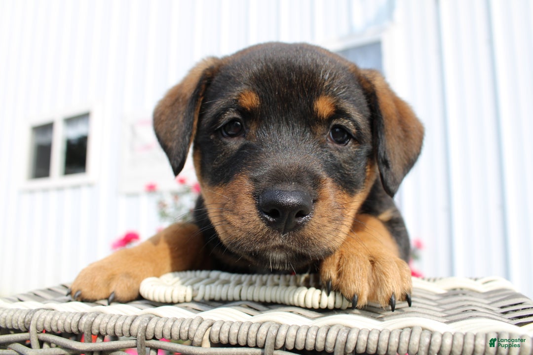 Rottweiler 2nd Set Of Puppy Shots Rottweiler Puppy For Sale In