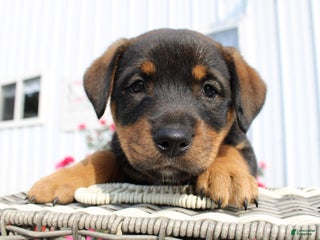 Rottweiler dogs - Ad 11