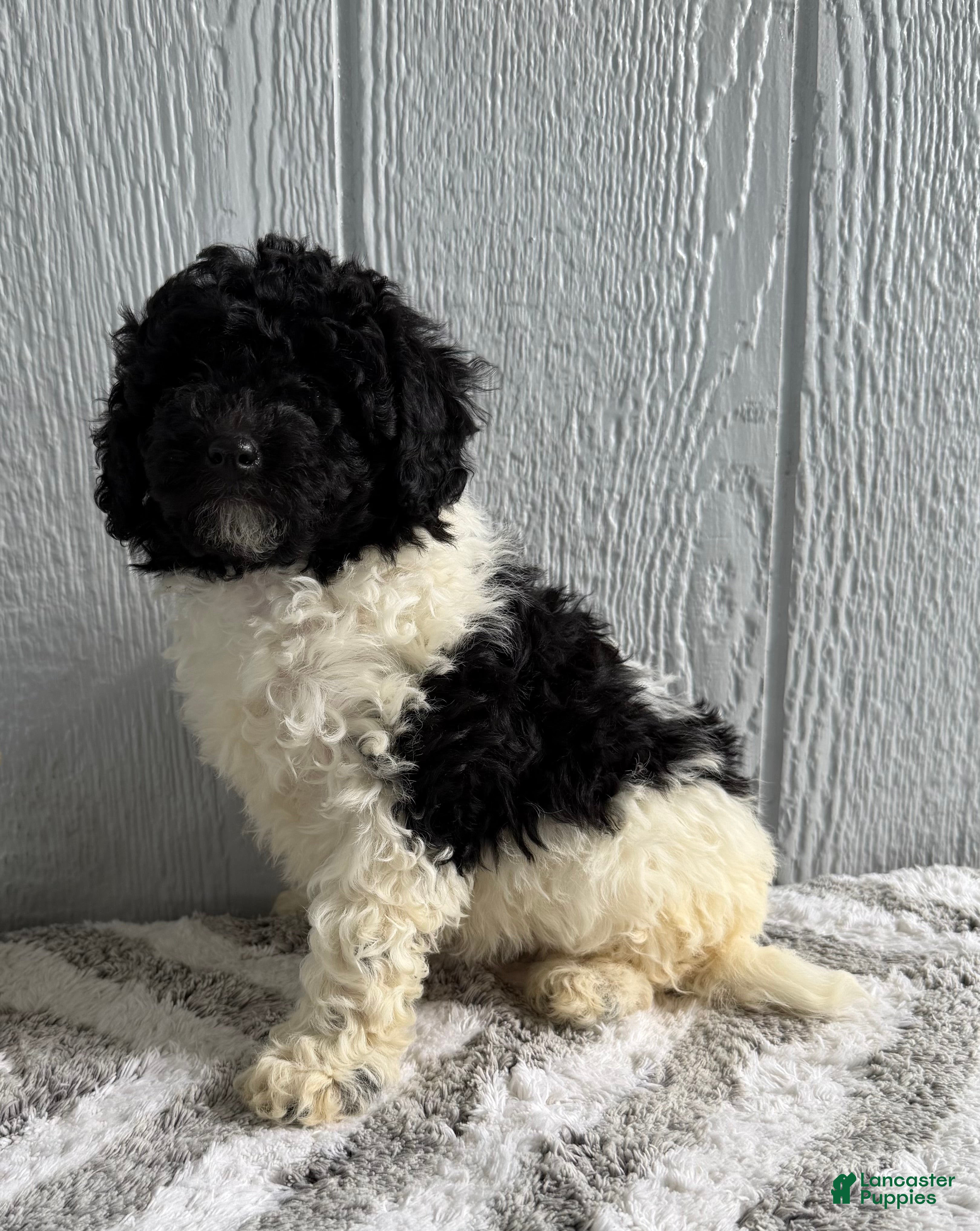 Mini Bernedoodle dogs Lilly - Ad 2