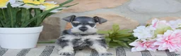 Miniature Schnauzer dogs for sale: Triscuit - Ad 1