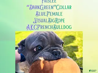 French Bulldog dogs Paislee “Dark Green”Collar, Female - Ad 24