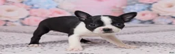Boston Terrier dogs for sale: Petunia - Ad 4