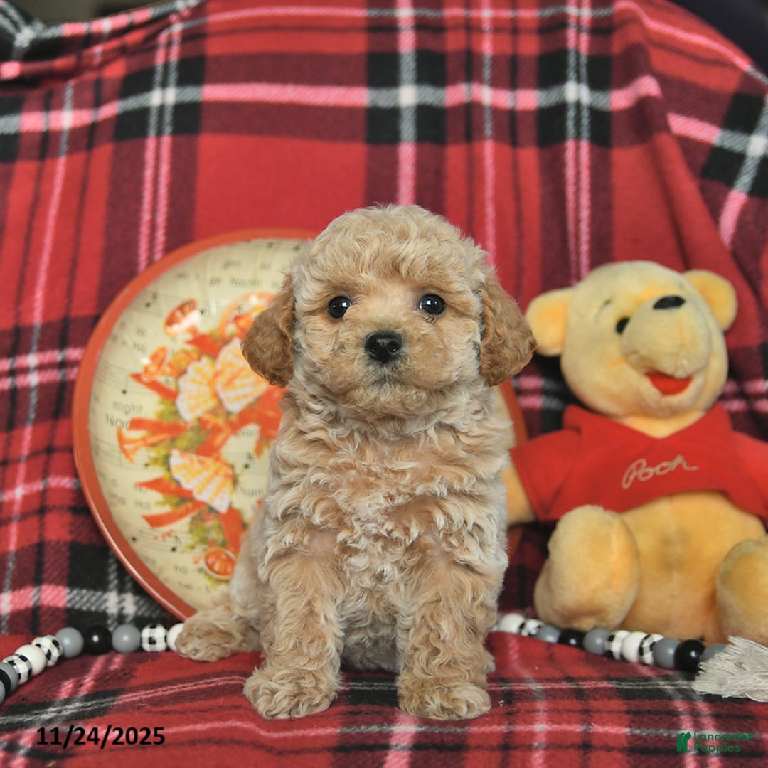 Bichpoo dogs for sale: Tippy  - Ad 1