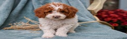 Miniature Poodle dogs for sale: Delilah - Ad 3