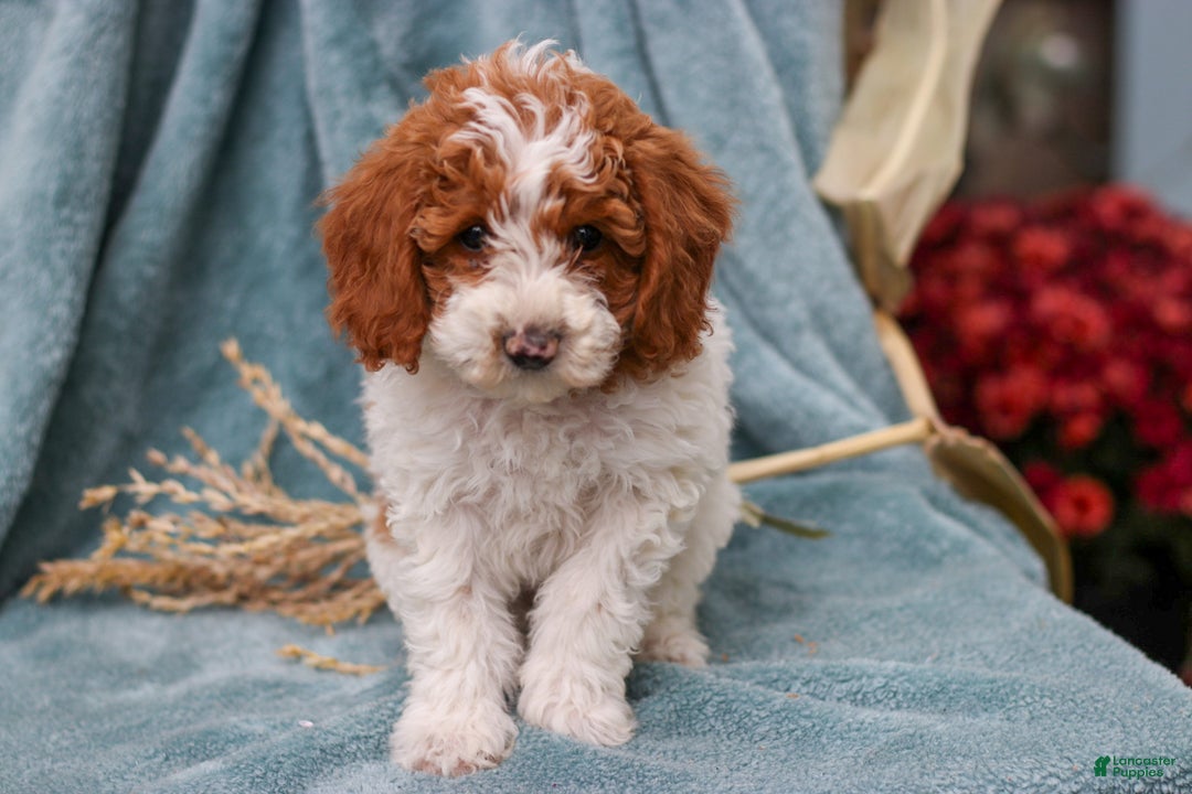 Miniature Poodle dogs for sale: Delilah - Ad 3