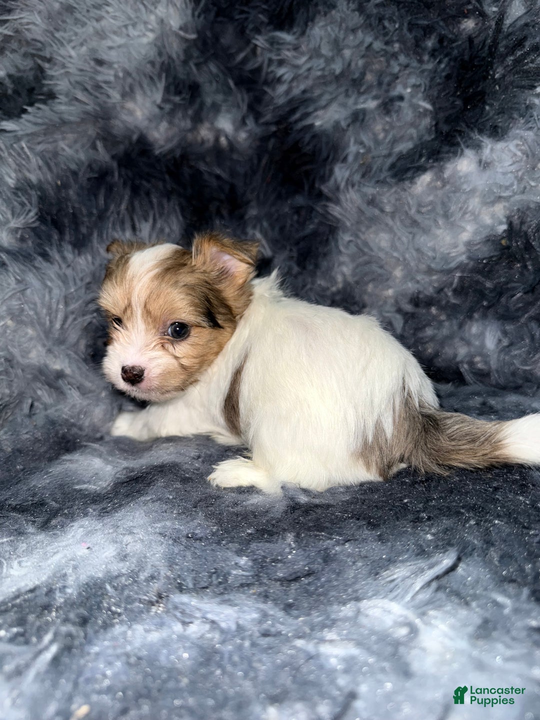 Yorkshire Terrier dogs for sale: Blaze - Ad 5