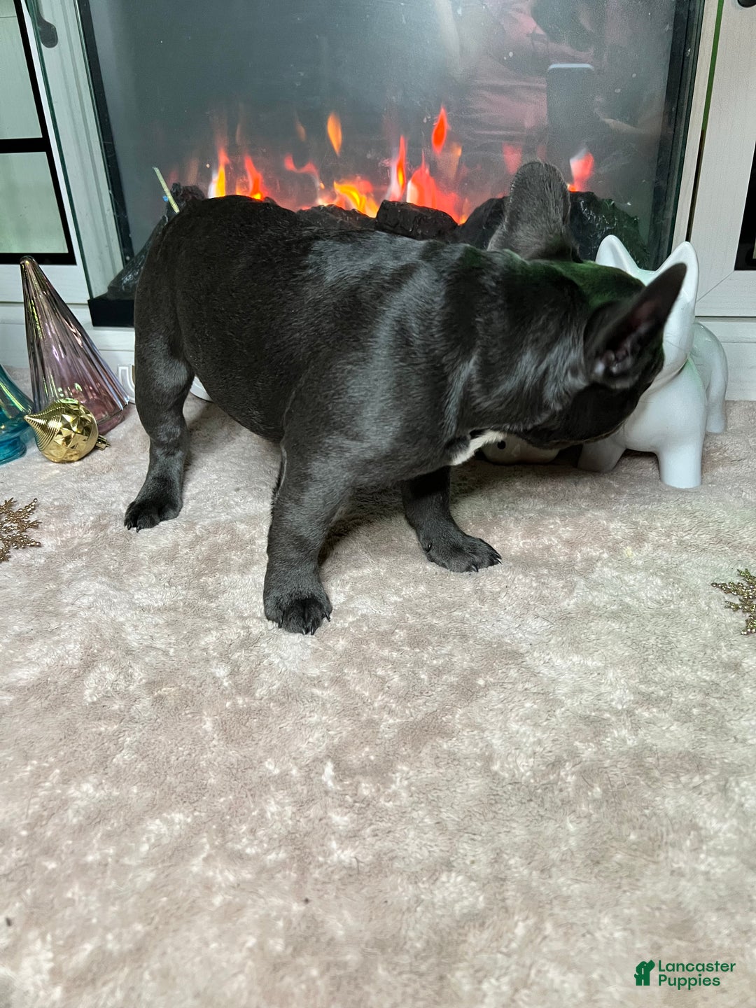 French Bulldog dogs for sale: MISO - Ad 5