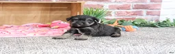 Miniature Schnauzer dogs for sale: Tessa - Ad 4