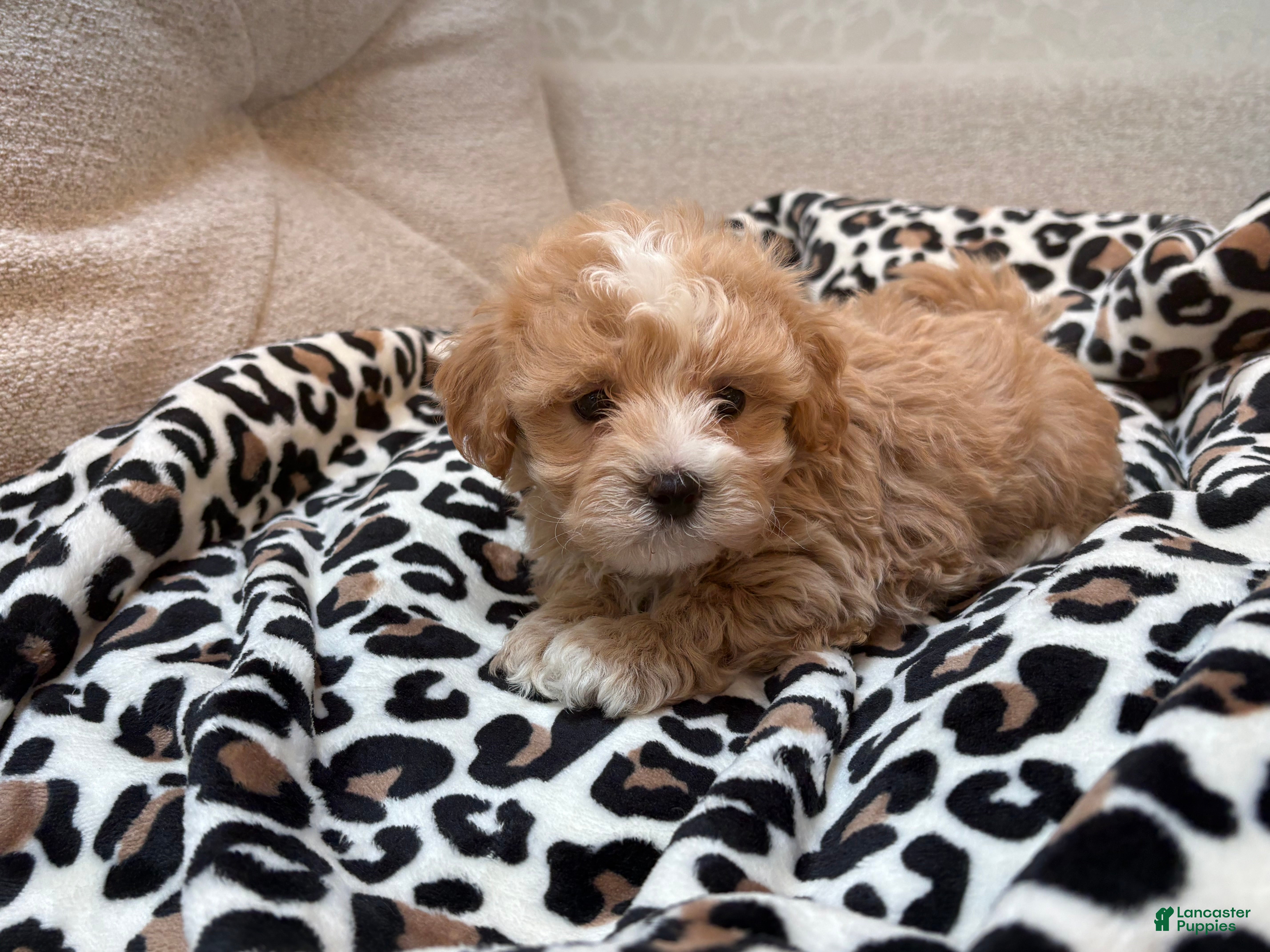 Maltipoo dogs Chip - Ad 1