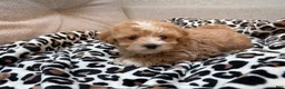 Maltipoo dogs for sale: Chip - Ad 1