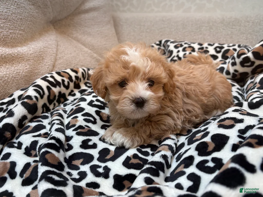 Maltipoo dogs for sale: Chip - Ad 1