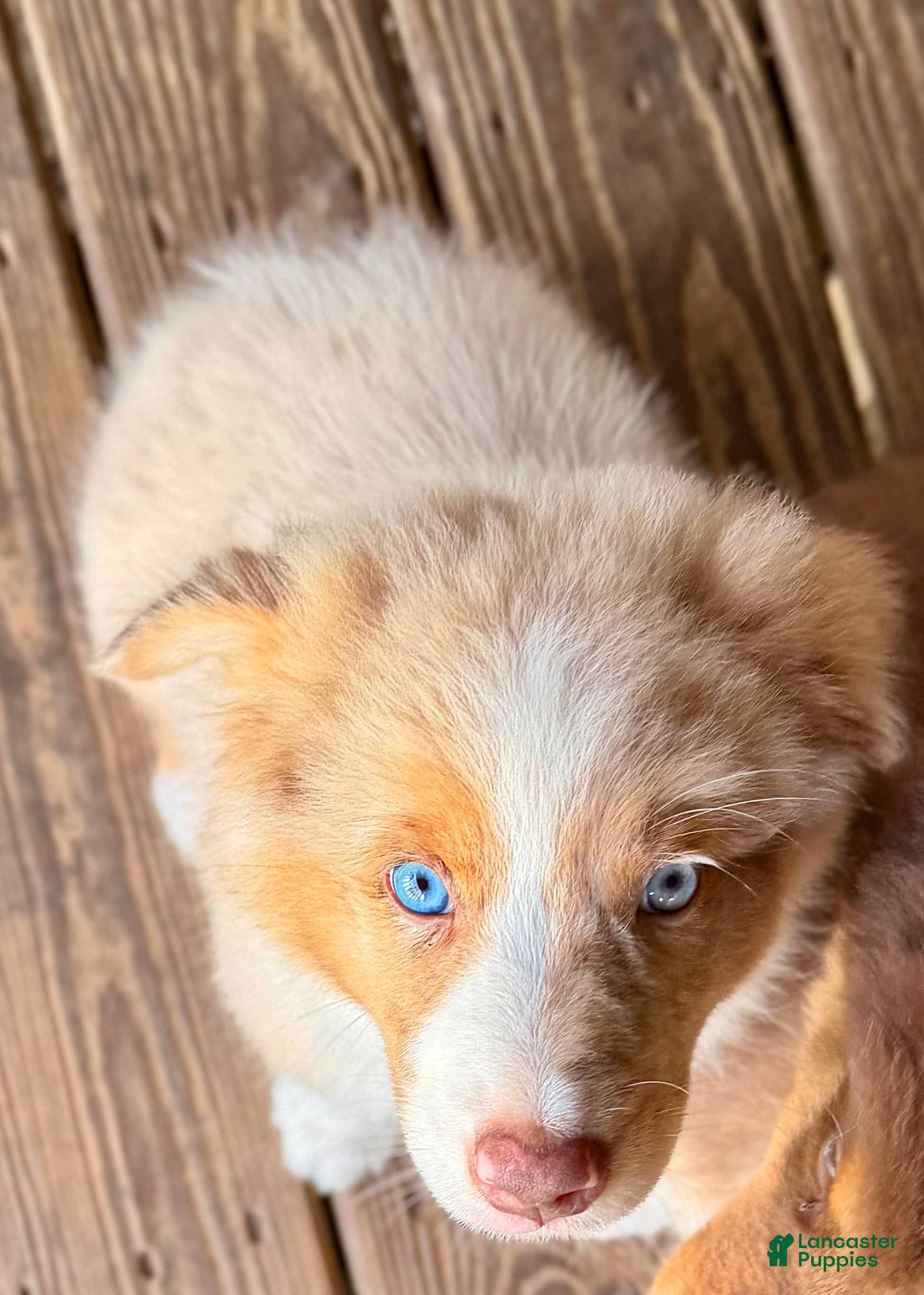 Australian Shepherd dogs AKC 3 Belle - Ad 2