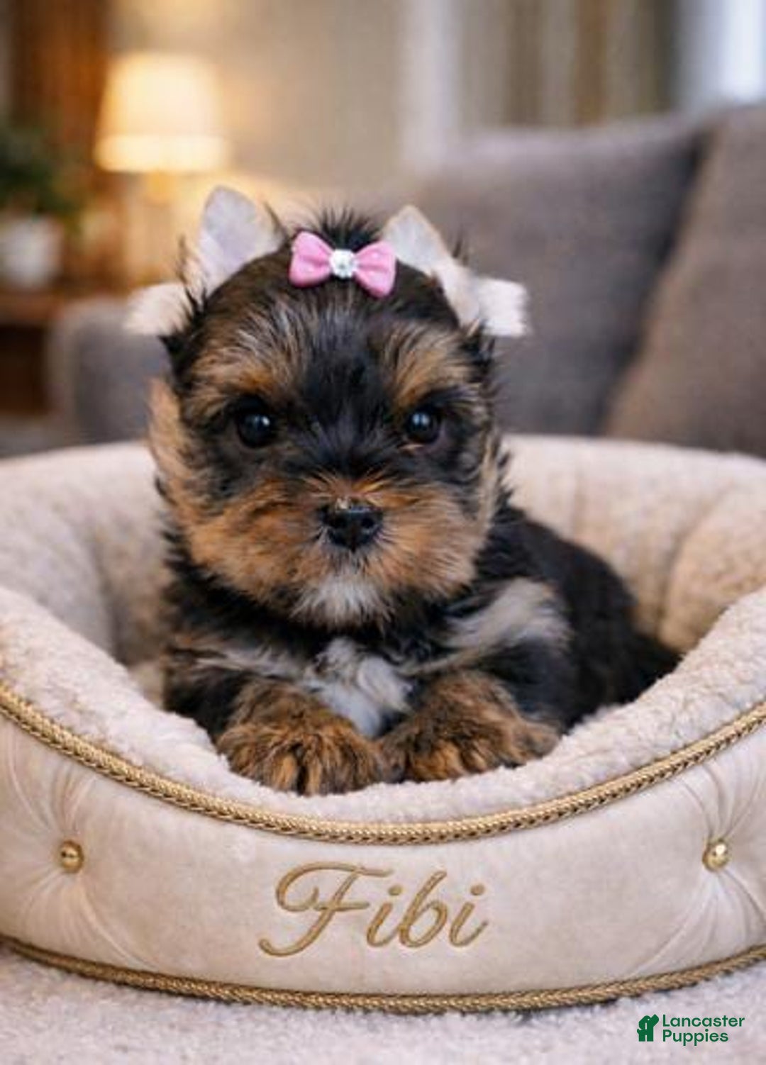 Yorkshire Terrier dogs for sale: Fibi - Ad 1