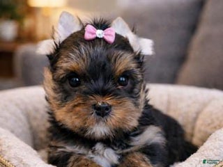 Yorkshire Terrier dogs Fibi - Ad 19