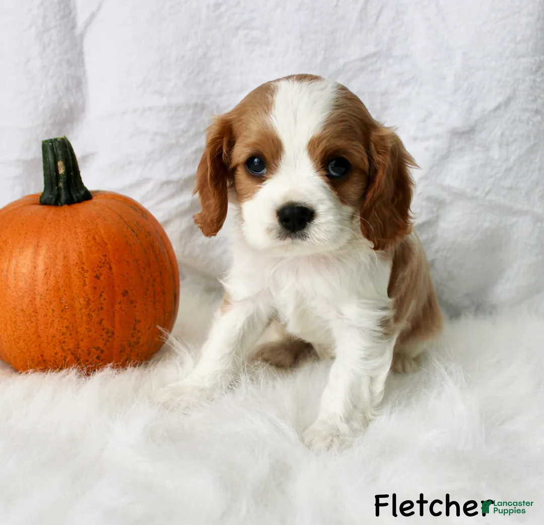 Cavalier King Charles Spaniel dogs for sale: Fletcher - Ad 2