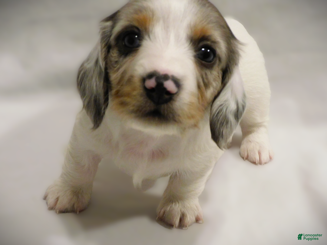 Miniature Dachshund dogs for sale: LMA's ChampionDoxie White Chocolate Chunk - Ad 1