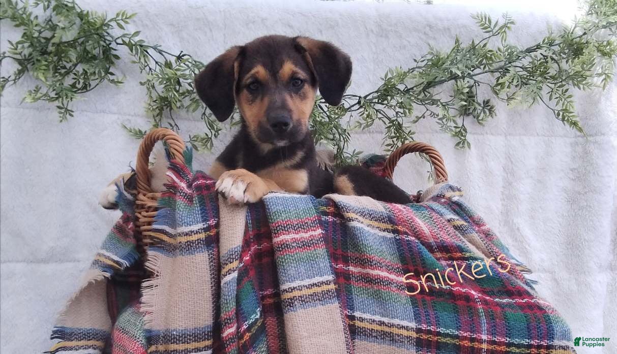 Mixed Breed dogs Snickers - Ad 1