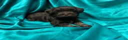 Havanese dogs for sale:  Harley - Ad 3