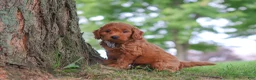 Mini Goldendoodle dogs for sale: Gomez - Ad 3