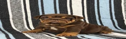 English Bulldog dogs for sale: Jules - Ad 1