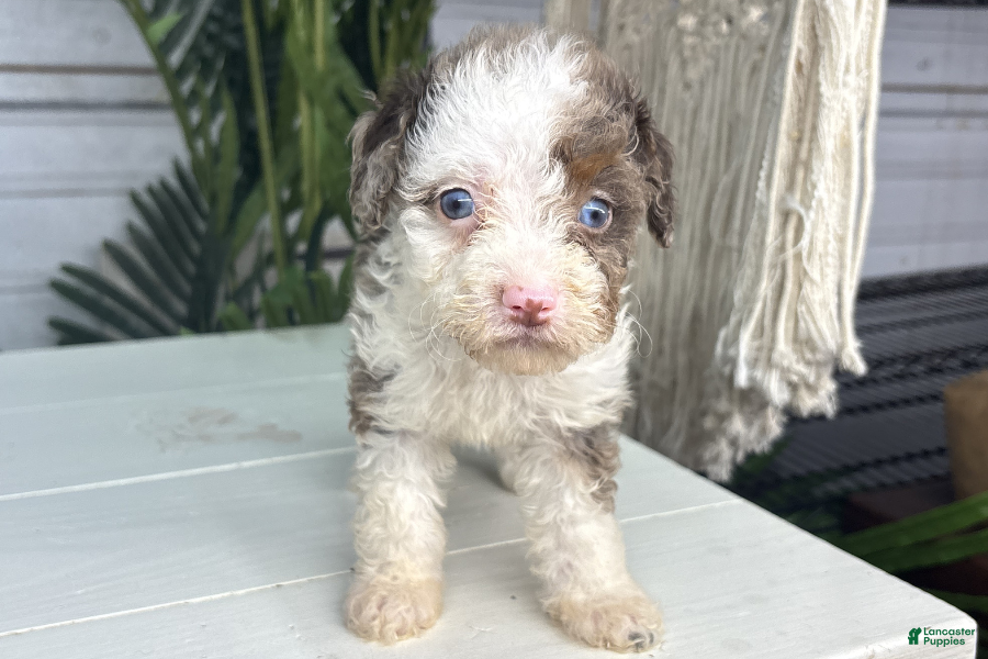 Mini Bernedoodle dogs Dallas - Ad 4