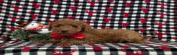 Miniature Poodle dogs for sale: Brody - Ad 4