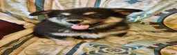 Alaskan Malamute dogs for sale: Alaskan Malamute Puppy 1 - Ad 2