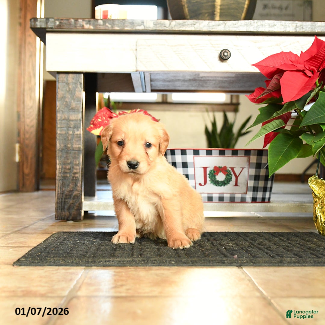 Golden Retriever dogs for sale: Randy - Ad 2