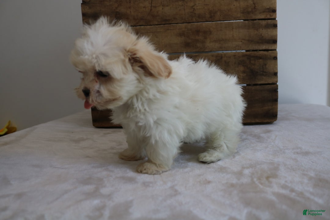 Maltipoo dogs for sale: Kassie - Ad 3