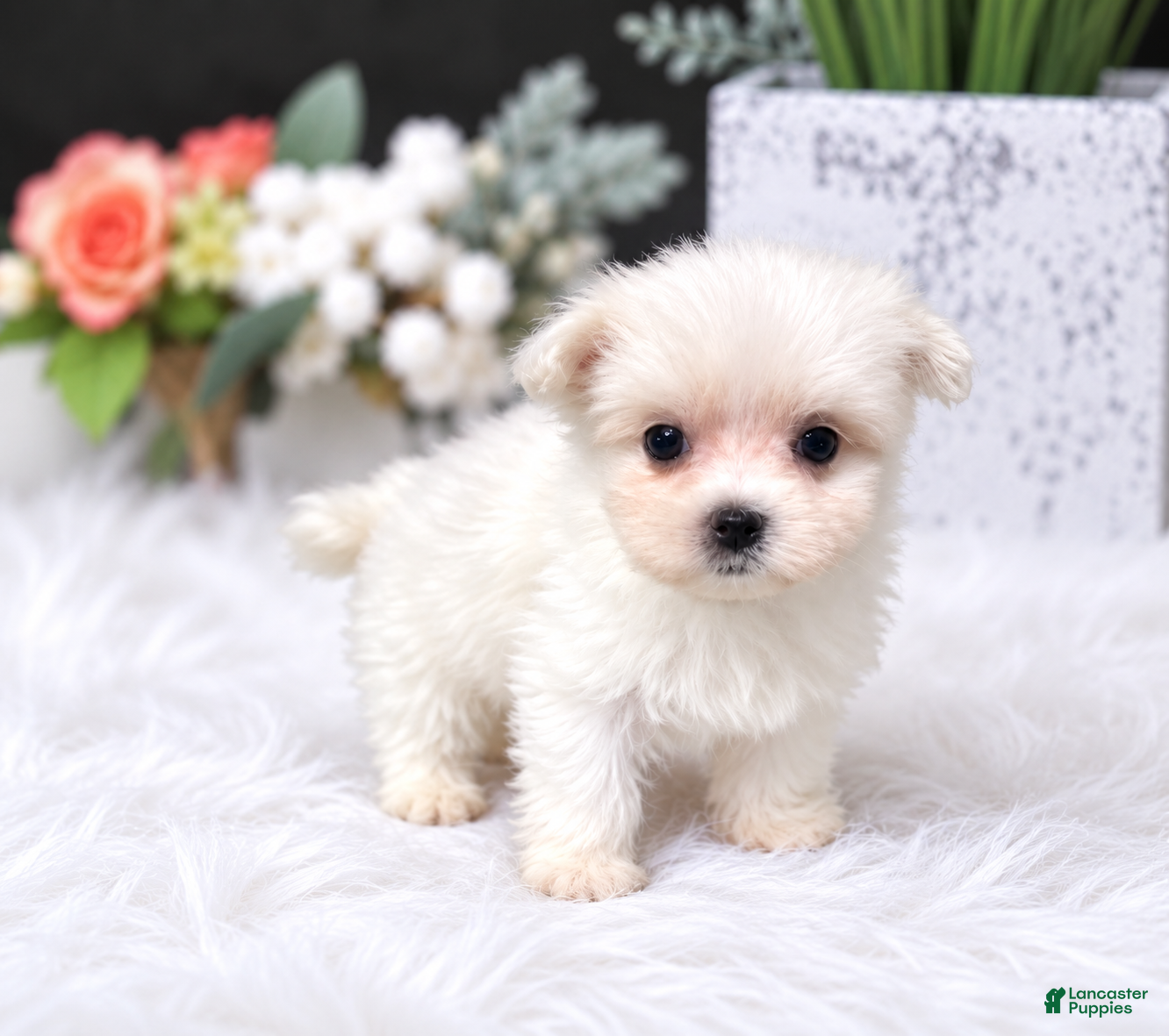 Maltese dogs Teacup Maltese 1 - Ad 2