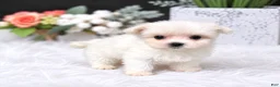 Maltese dogs for sale: Teacup Maltese 1 - Ad 2