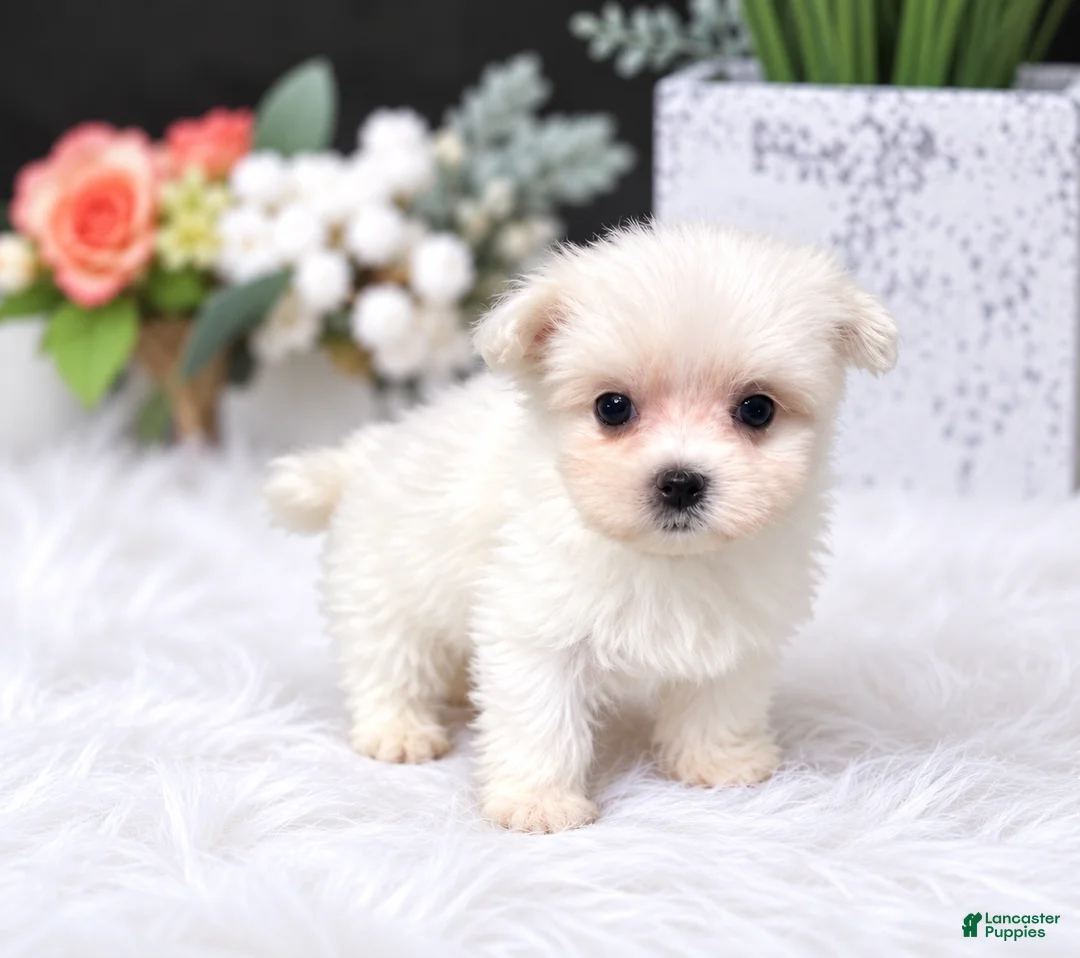 Maltese dogs for sale: Teacup Maltese 1 - Ad 2