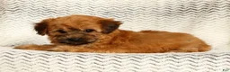 Yochon dogs for sale: Felicity - Ad 7