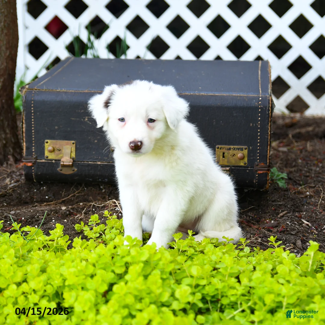 Border Collie dogs for sale: Lana - Ad 2