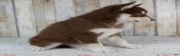 Pomsky dogs for sale: Brooke - Ad 4