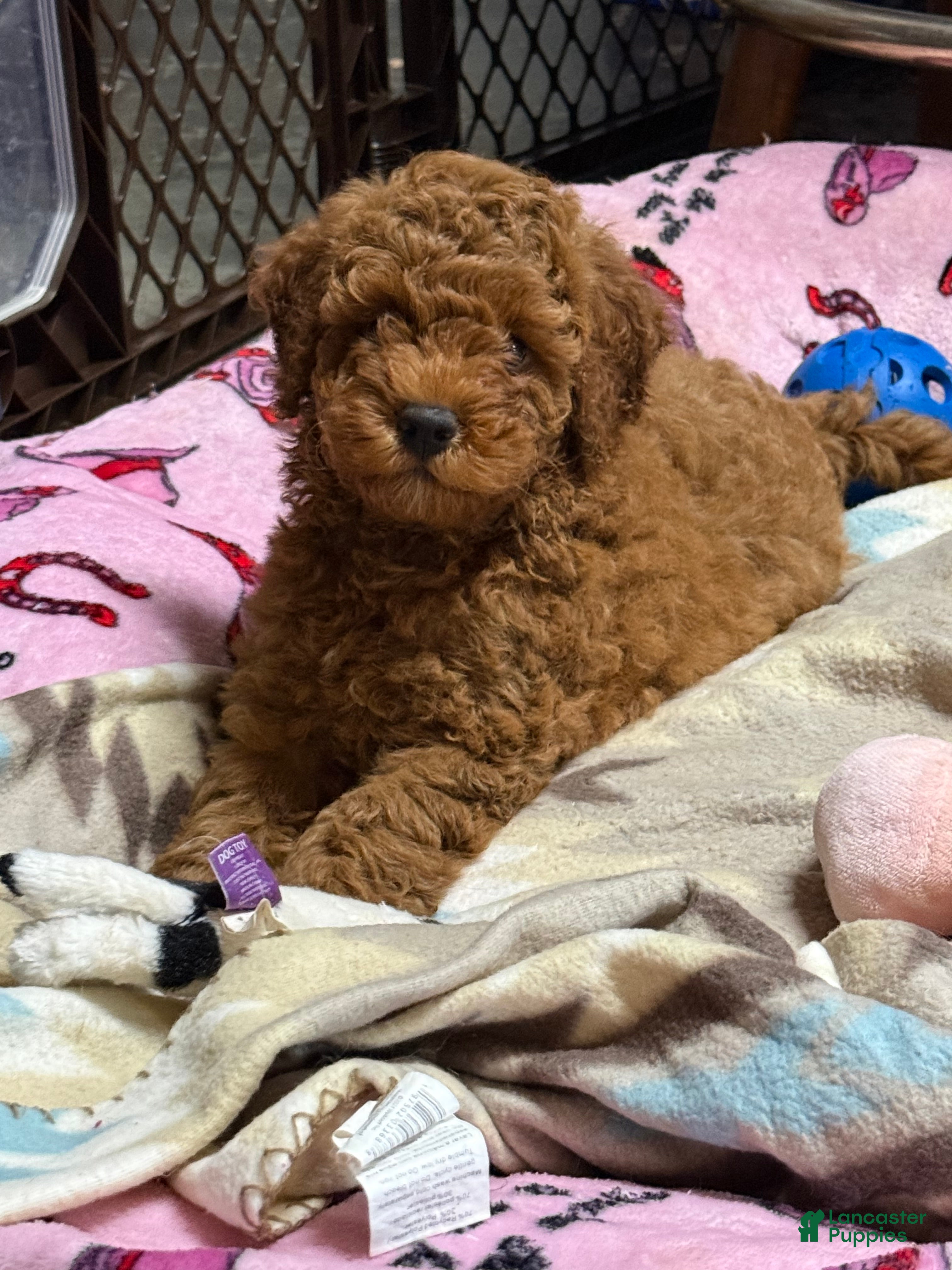 Goldendoodle dogs George (Solid Red) - Ad 2