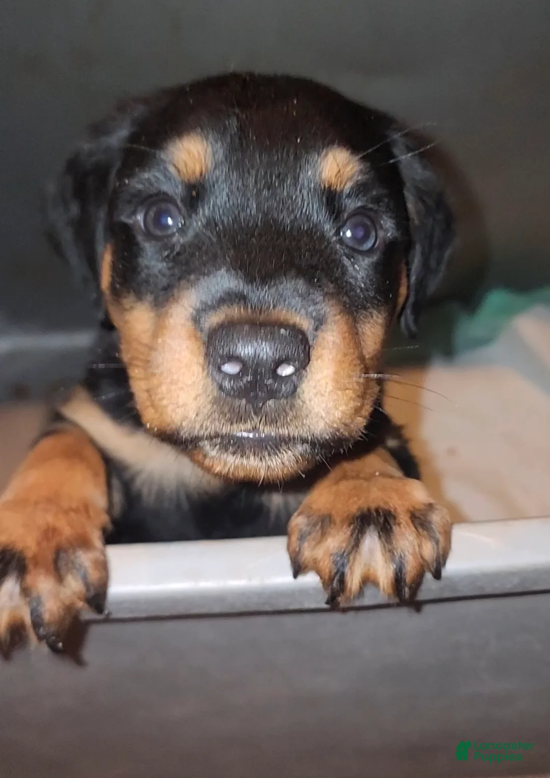 Rottweiler dogs for sale: Lucy - Ad 2