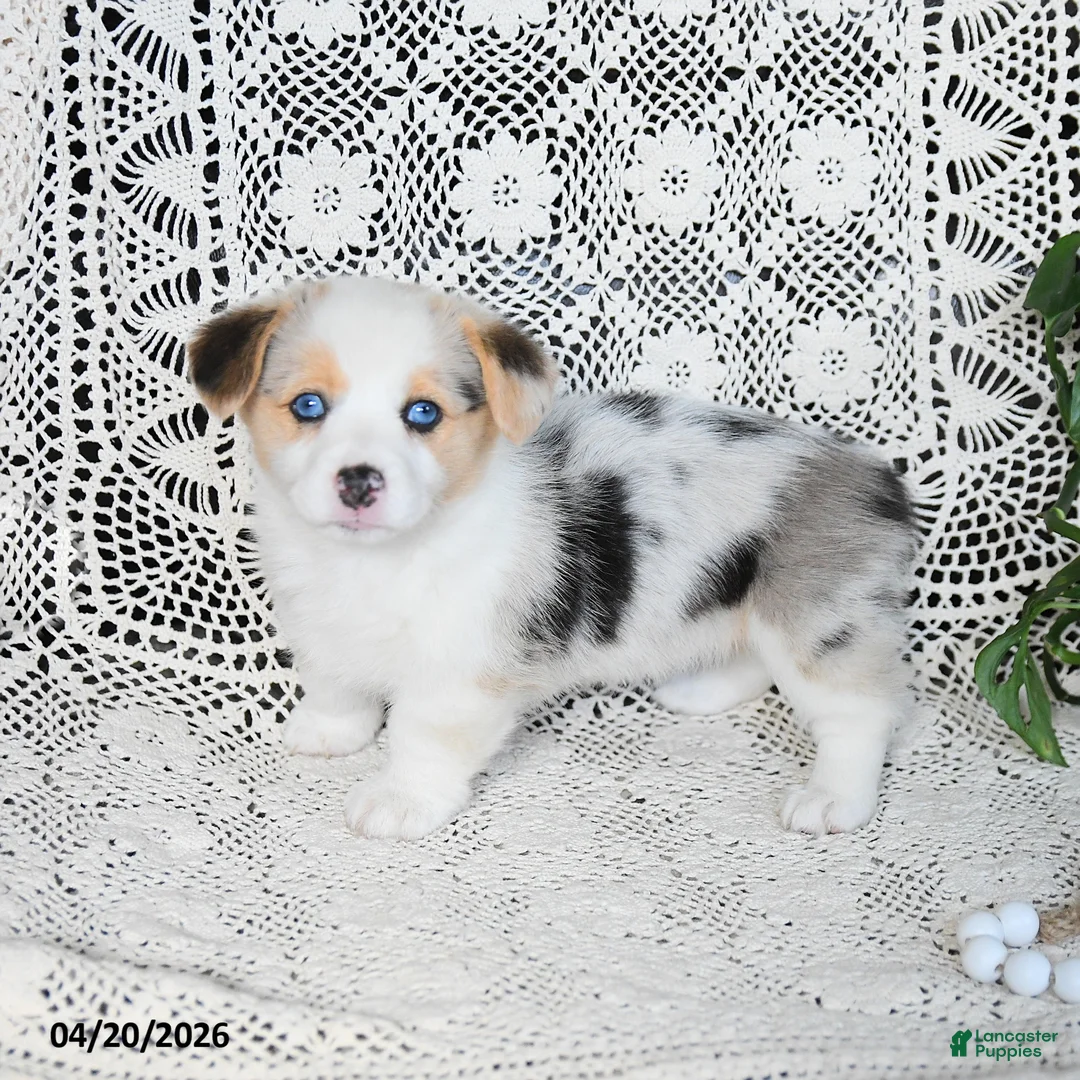 Welsh Corgi Pembroke dogs for sale: Casey - Ad 5
