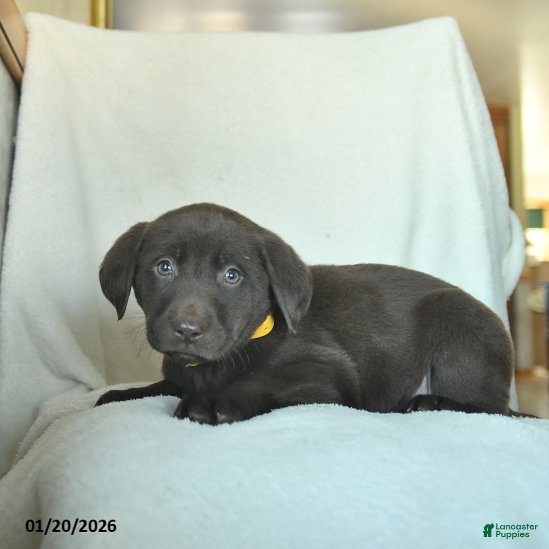 Labrador Retriever dogs for sale: Josiah  - Ad 3