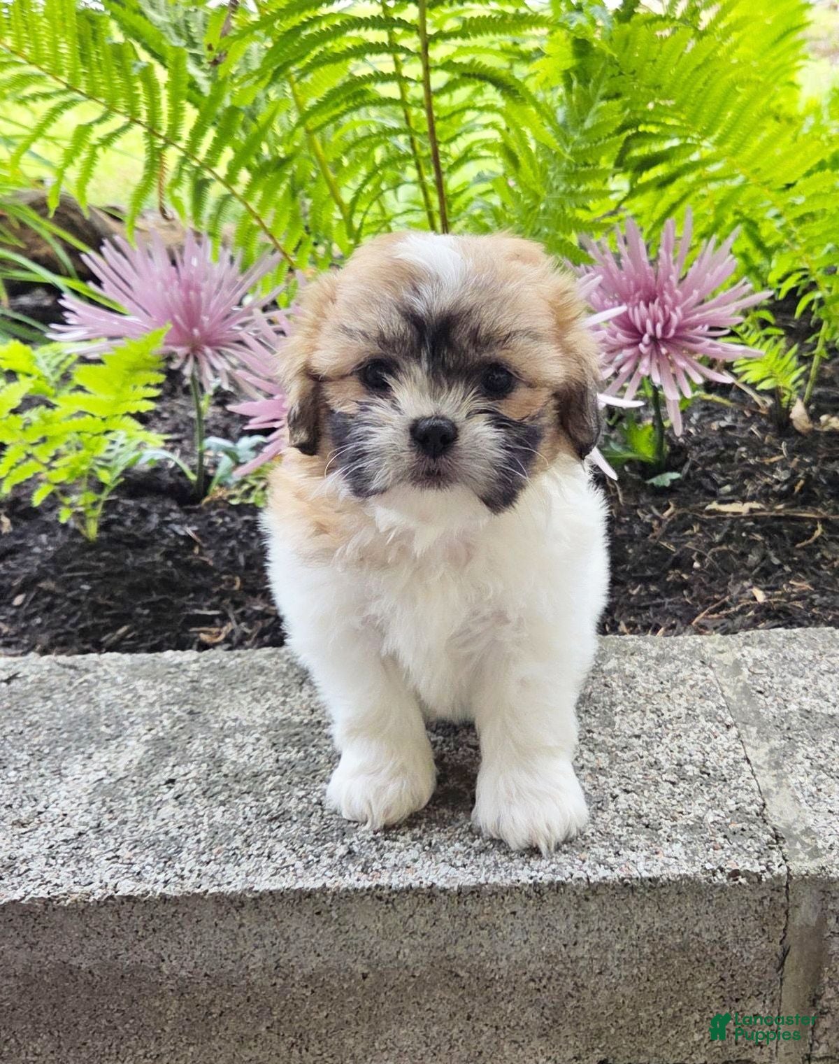 Teddy Bear dogs Sheila - Ad 2