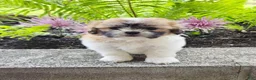 Teddy Bear dogs for sale: Sheila - Ad 2
