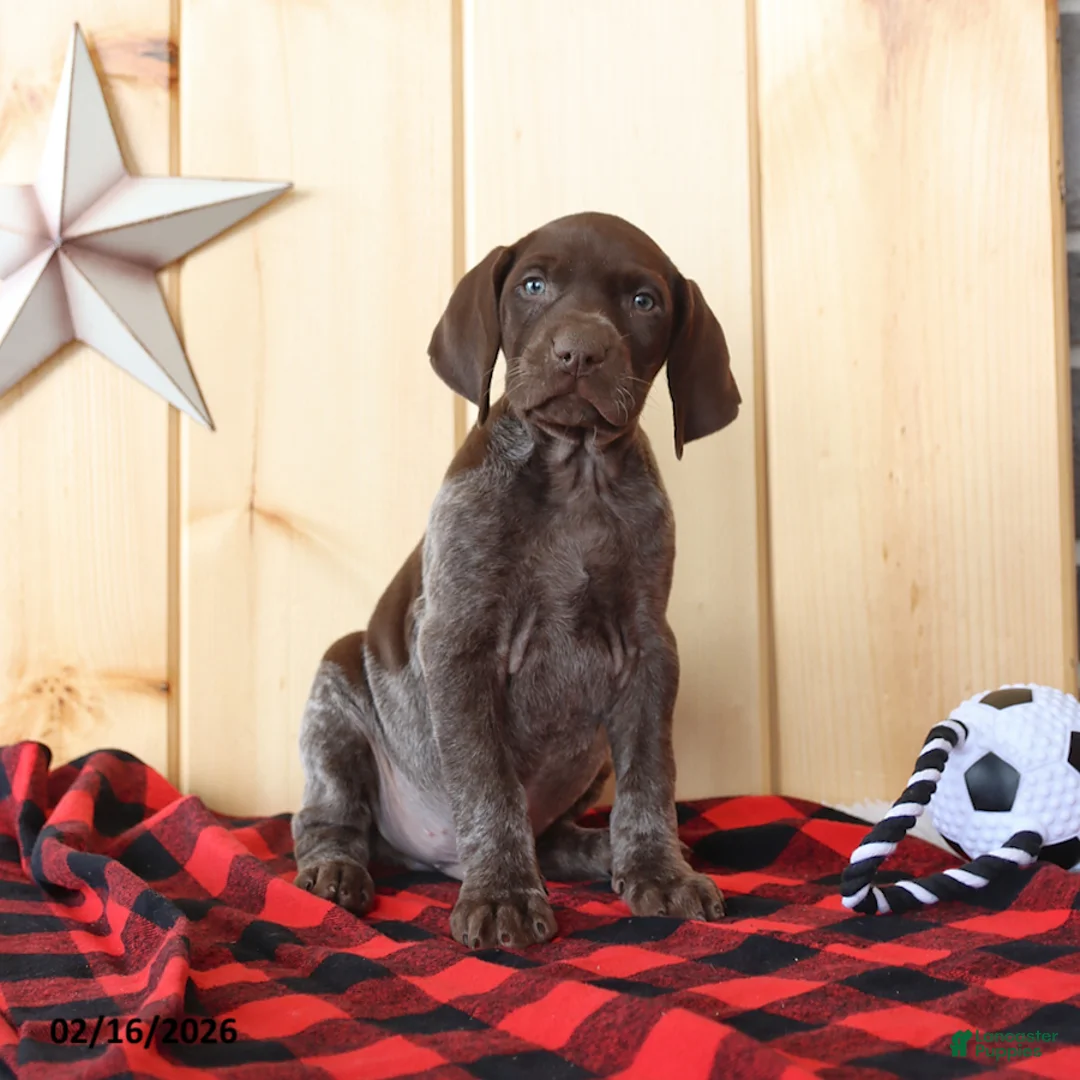 German Shorthaired Pointer dogs for sale: Blake - Ad 5