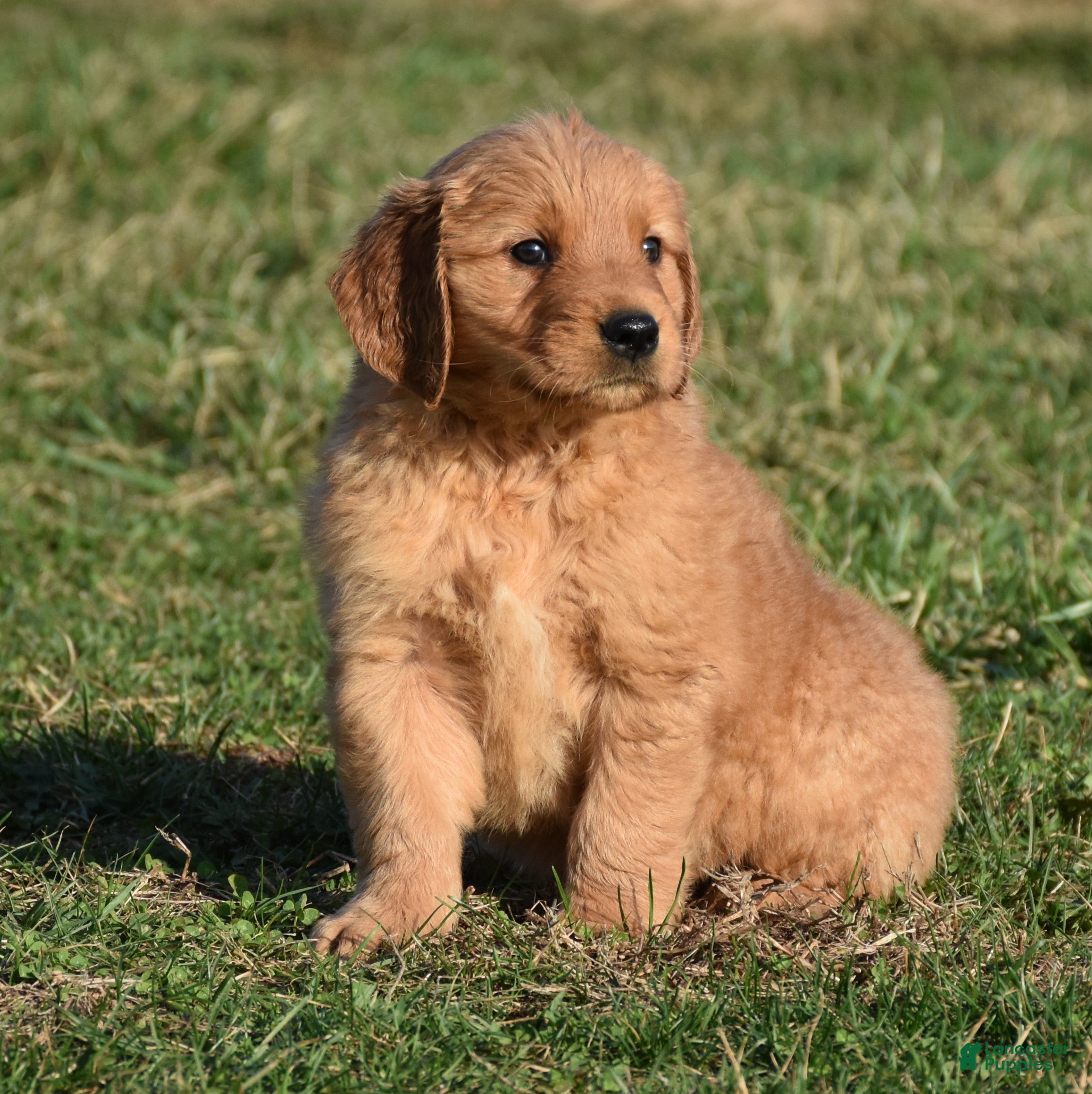 Golden Retriever dogs Bingo    Genetic/OFA - Ad 1