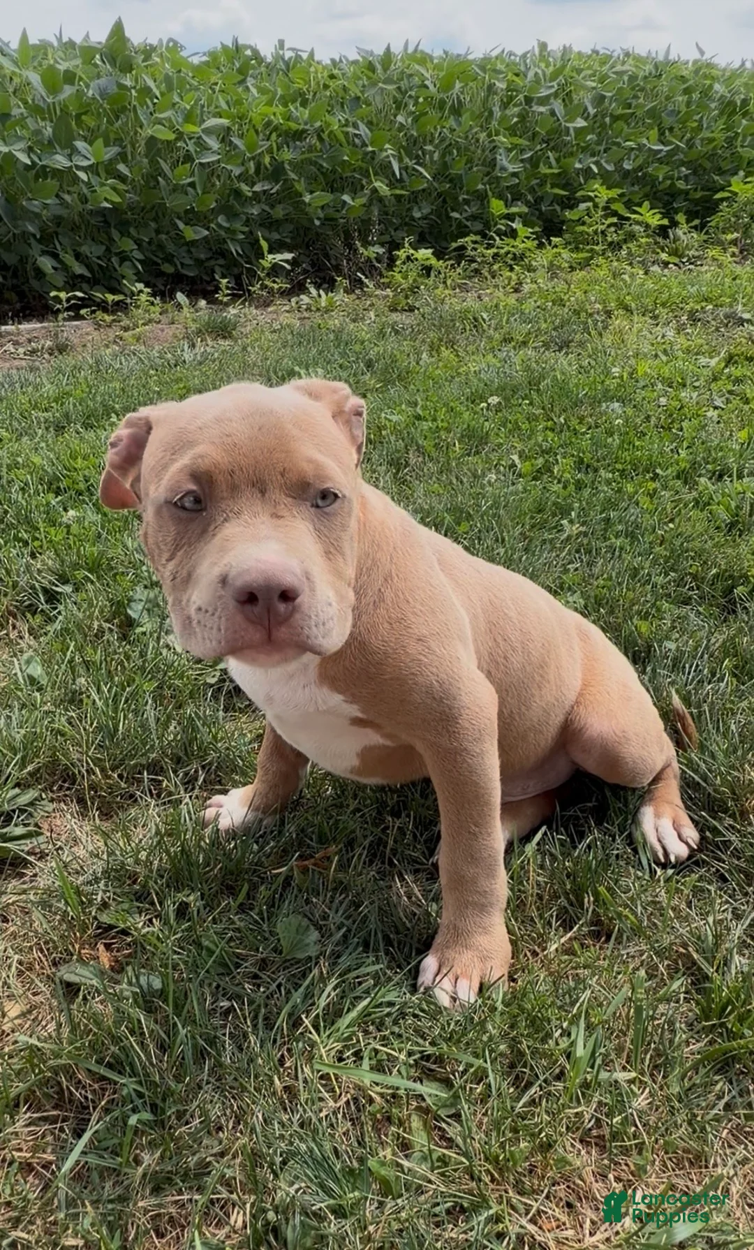 American Bully dogs for sale: Doobie - Ad 9