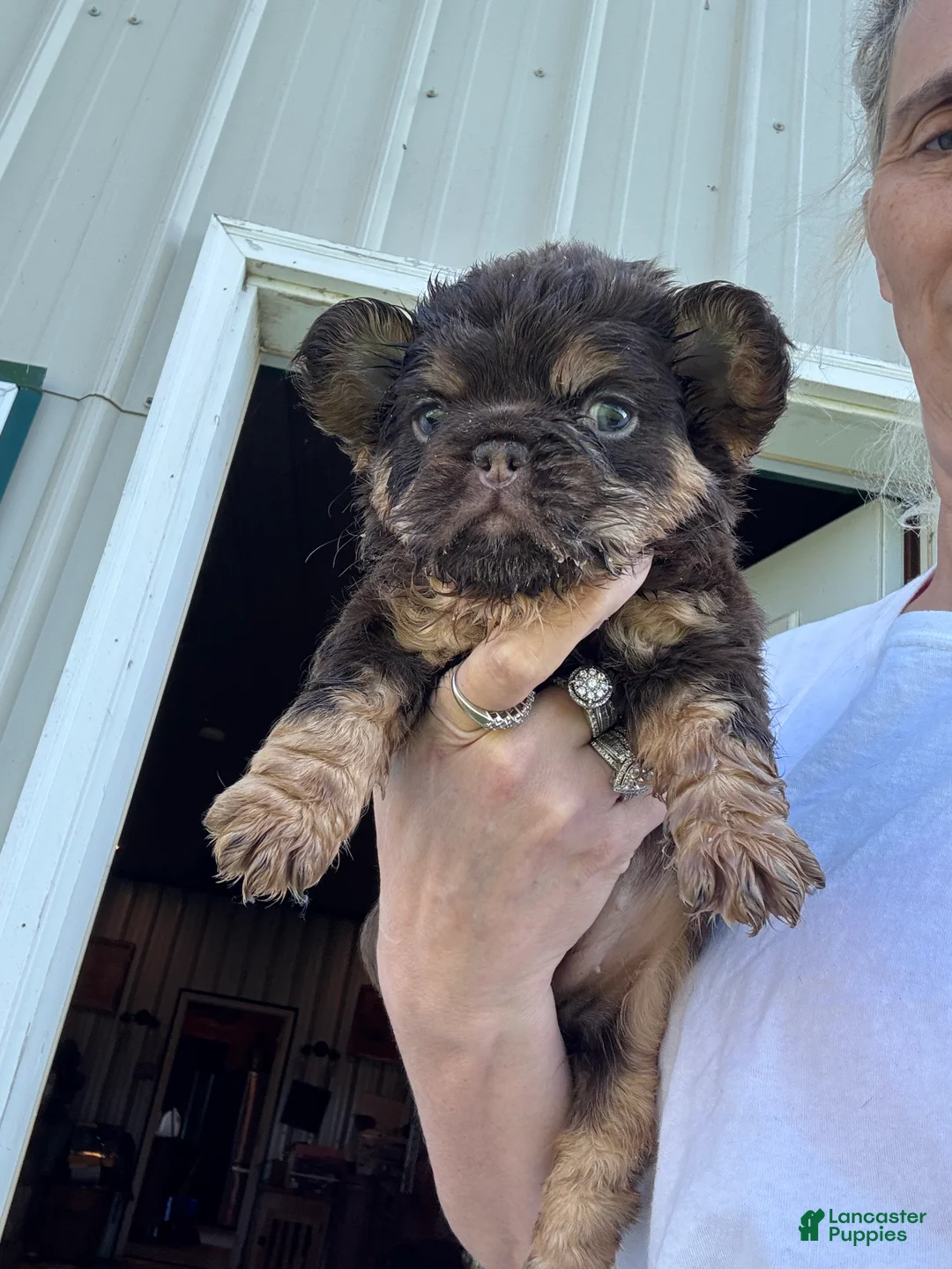 French Bulldog dogs for sale: French Bulldog 1 - Ad 1