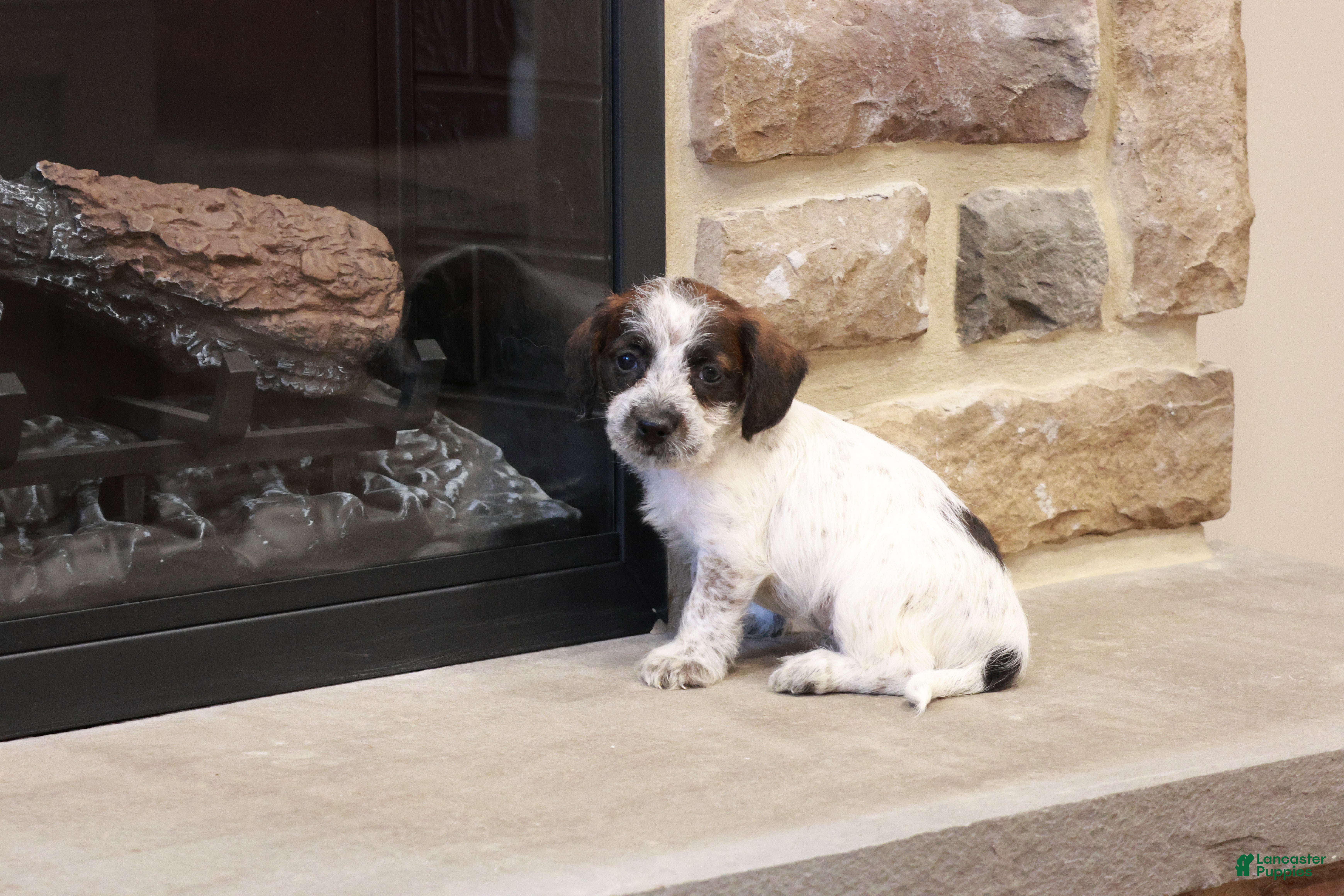 Jackapoo dogs Jethro - Ad 1