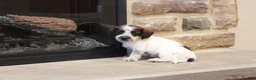 Jackapoo dogs for sale: Jethro - Ad 1