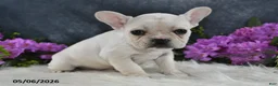 French Bulldog dogs for sale: Ivory - Ad 5